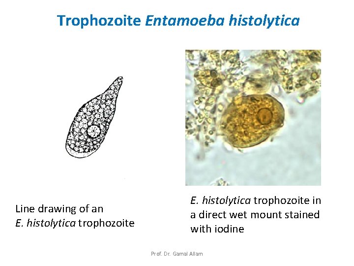 Trophozoite Entamoeba histolytica Line drawing of an E. histolytica trophozoite in a direct wet