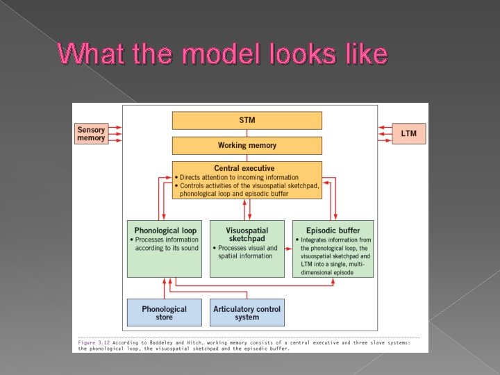 What the model looks like 