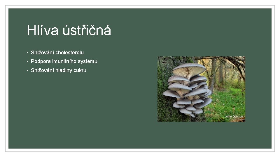 Hlíva ústřičná • Snižování cholesterolu • Podpora imunitního systému • Snižování hladiny cukru 