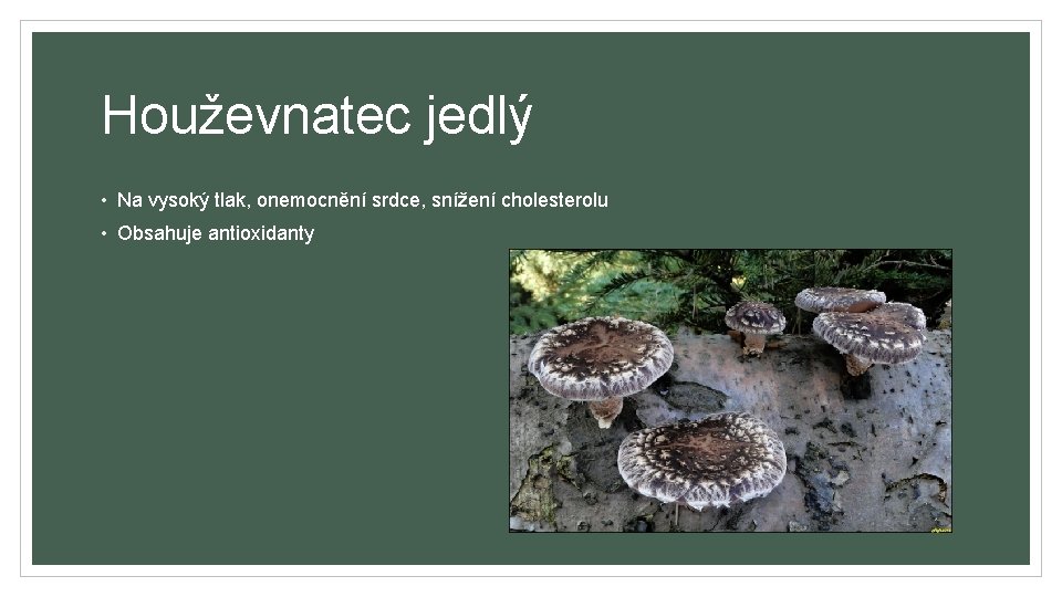 Houževnatec jedlý • Na vysoký tlak, onemocnění srdce, snížení cholesterolu • Obsahuje antioxidanty 