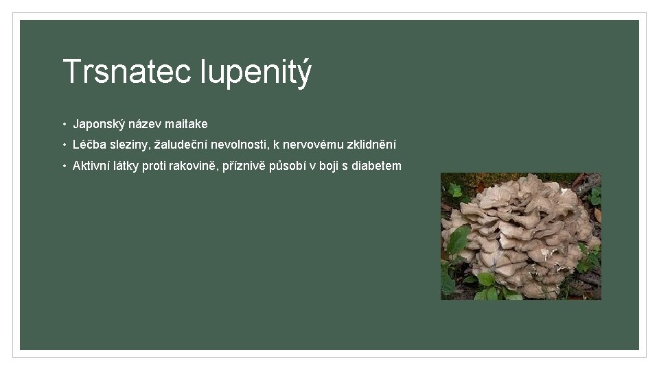 Trsnatec lupenitý • Japonský název maitake • Léčba sleziny, žaludeční nevolnosti, k nervovému zklidnění