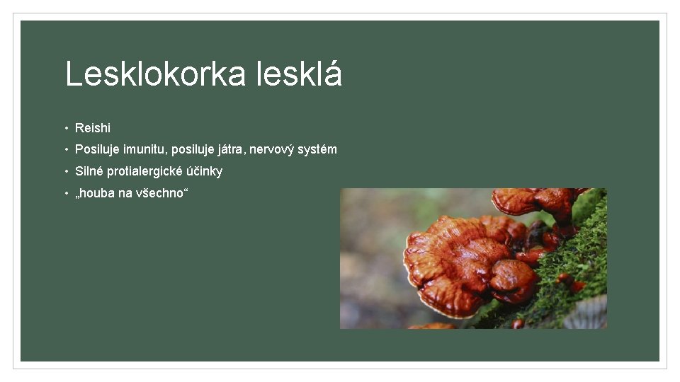 Lesklokorka lesklá • Reishi • Posiluje imunitu, posiluje játra, nervový systém • Silné protialergické