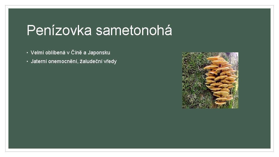 Penízovka sametonohá • Velmi oblíbená v Číně a Japonsku • Jaterní onemocnění, žaludeční vředy