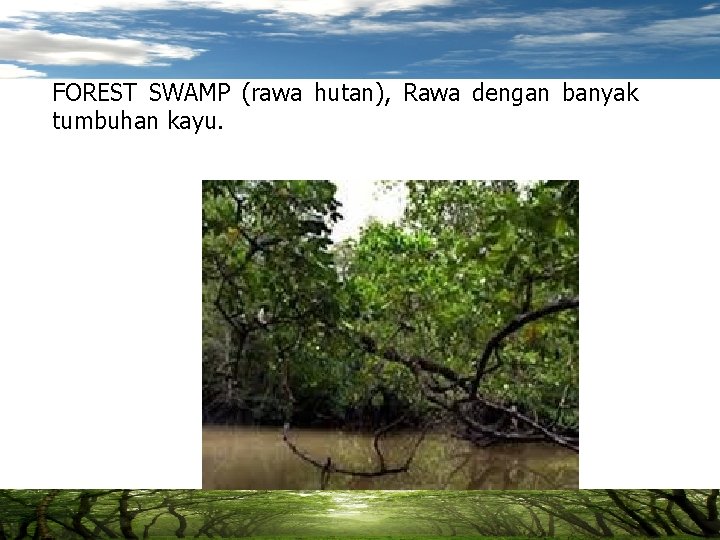 FOREST SWAMP (rawa hutan), Rawa dengan banyak tumbuhan kayu. 