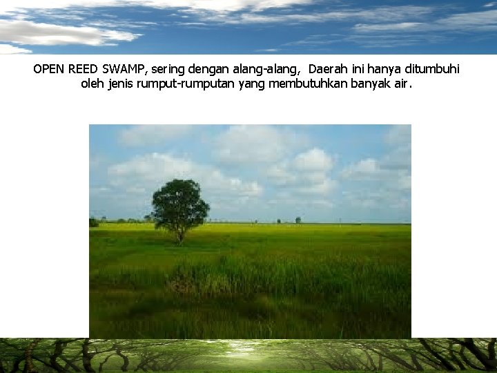 OPEN REED SWAMP, sering dengan alang-alang, Daerah ini hanya ditumbuhi oleh jenis rumput-rumputan yang