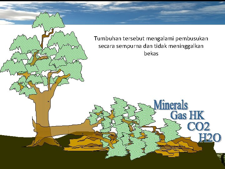 Tumbuhan tersebut mengalami pembusukan secara sempurna dan tidak meninggalkan bekas 7 