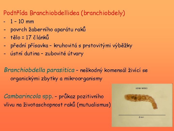 Podtřída Branchiobdellidea (branchiobdely) - 1 – 10 mm - povrch žaberního aparátu raků tělo