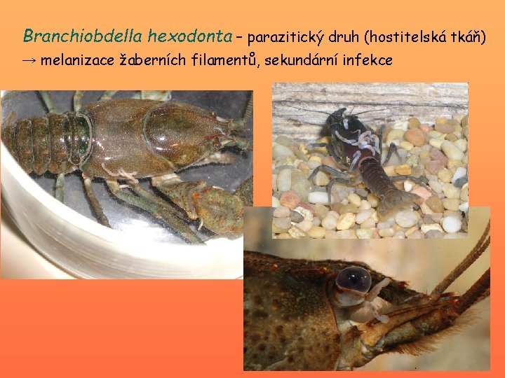 Branchiobdella hexodonta – parazitický druh (hostitelská tkáň) → melanizace žaberních filamentů, sekundární infekce 