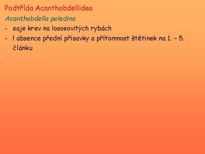 Podtřída Acanthobdellidea Acanthobdella peledina - saje krev na lososovitých rybách - ! absence přední