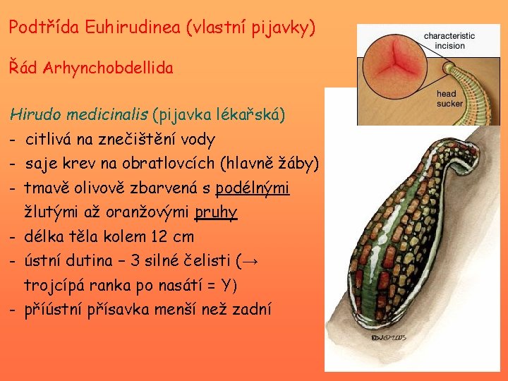 Podtřída Euhirudinea (vlastní pijavky) Řád Arhynchobdellida Hirudo medicinalis (pijavka lékařská) - citlivá na znečištění