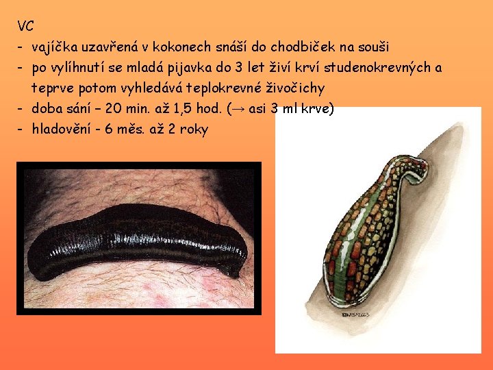 VC - vajíčka uzavřená v kokonech snáší do chodbiček na souši - po vylíhnutí