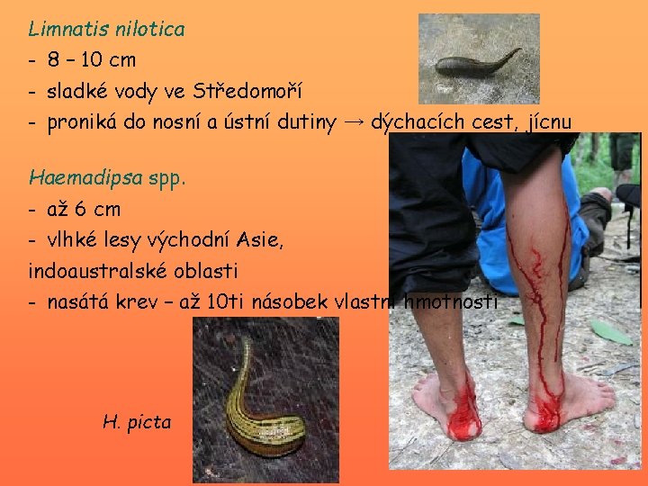Limnatis nilotica - 8 – 10 cm - sladké vody ve Středomoří - proniká