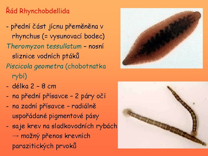 Řád Rhynchobdellida - přední část jícnu přeměněna v rhynchus (= vysunovací bodec) Theromyzon tessullatum