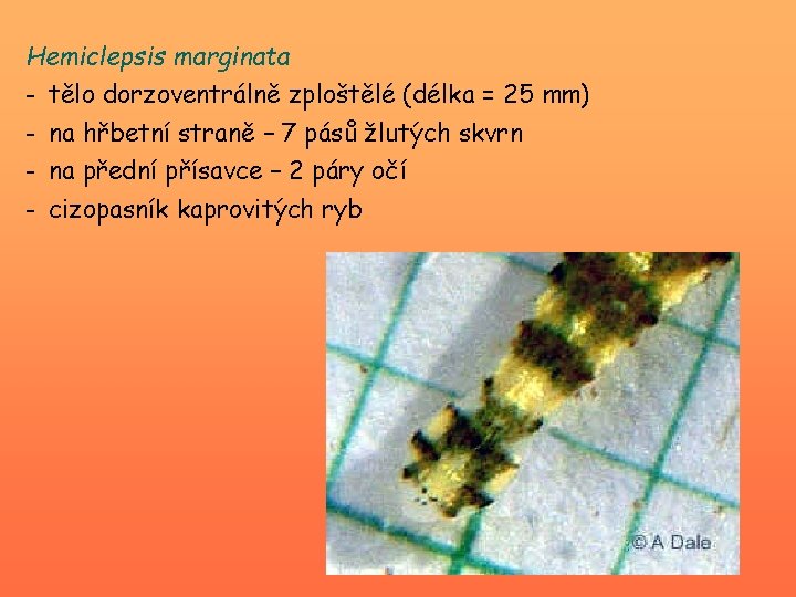 Hemiclepsis marginata - tělo dorzoventrálně zploštělé (délka = 25 mm) - na hřbetní straně