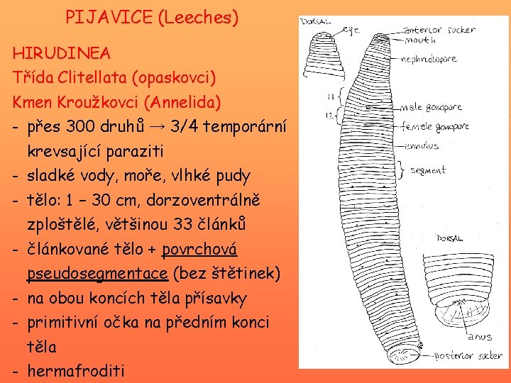 PIJAVICE (Leeches) HIRUDINEA Třída Clitellata (opaskovci) Kmen Kroužkovci (Annelida) - přes 300 druhů →