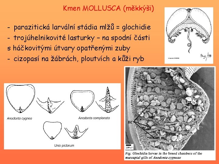 Kmen MOLLUSCA (měkkýši) - parazitická larvální stádia mlžů = glochidie - trojúhelnikovité lasturky –