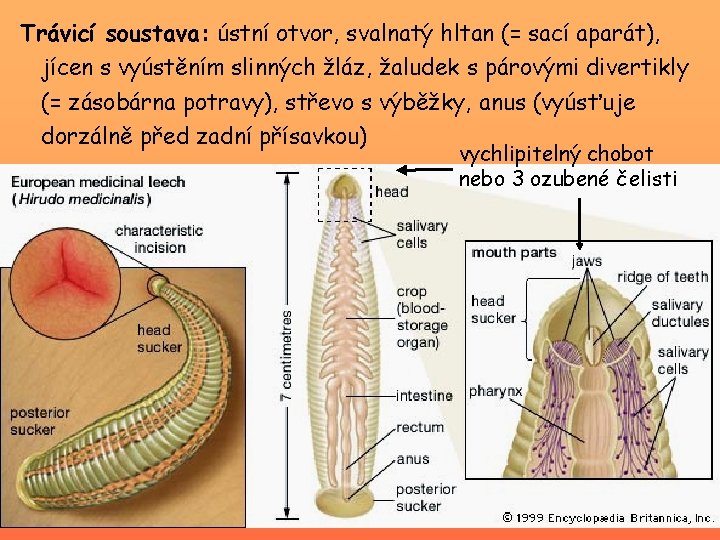 Trávicí soustava: ústní otvor, svalnatý hltan (= sací aparát), jícen s vyústěním slinných žláz,