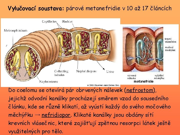 Vylučovací soustava: párové metanefridie v 10 až 17 článcích Do coelomu se otevírá pár