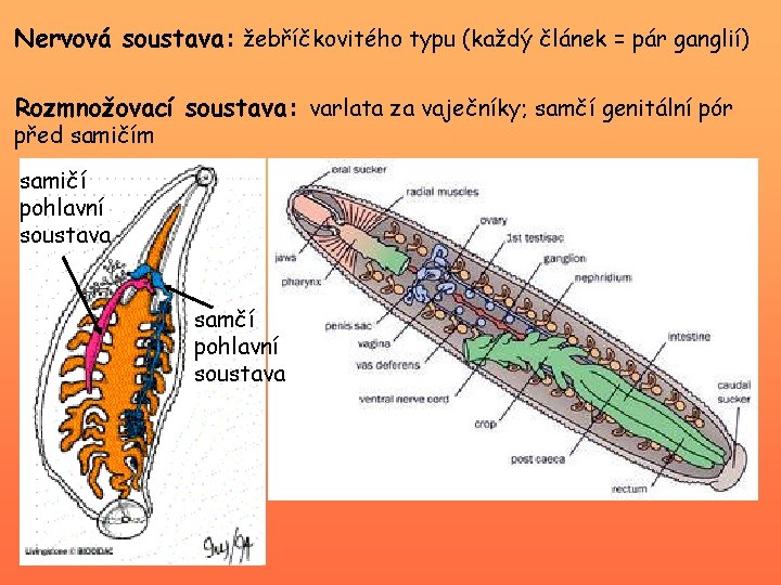 Nervová soustava: žebříčkovitého typu (každý článek = pár ganglií) Rozmnožovací soustava: varlata za vaječníky;