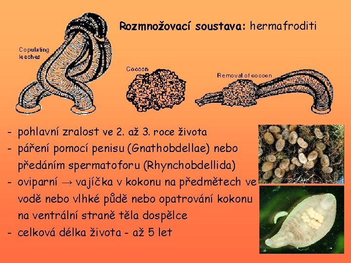 Rozmnožovací soustava: hermafroditi - pohlavní zralost ve 2. až 3. roce života - páření