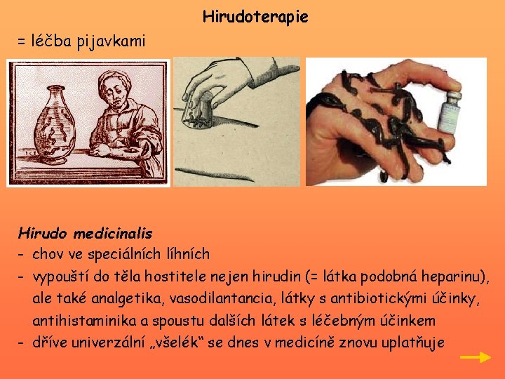 Hirudoterapie = léčba pijavkami Hirudo medicinalis - chov ve speciálních líhních - vypouští do