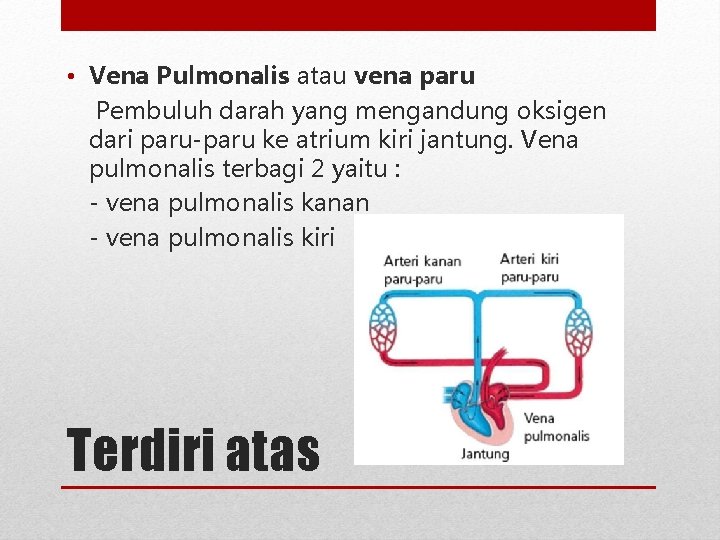  • Vena Pulmonalis atau vena paru Pembuluh darah yang mengandung oksigen dari paru-paru