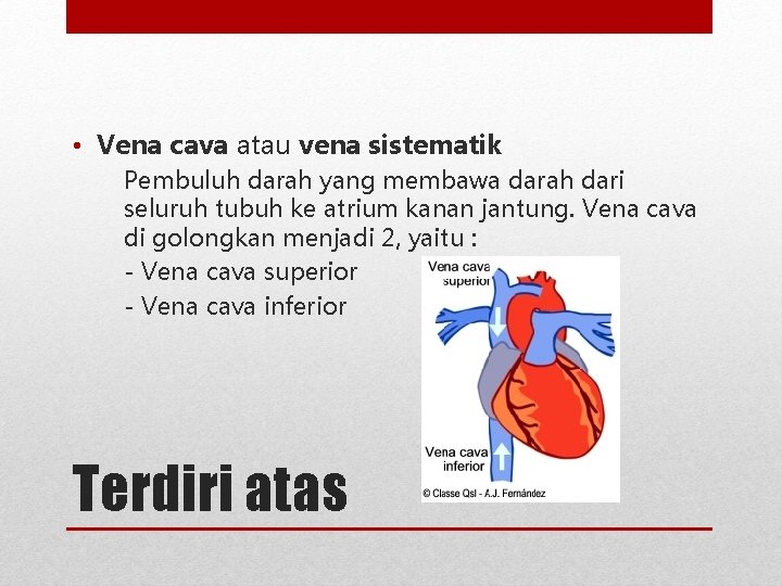  • Vena cava atau vena sistematik Pembuluh darah yang membawa darah dari seluruh