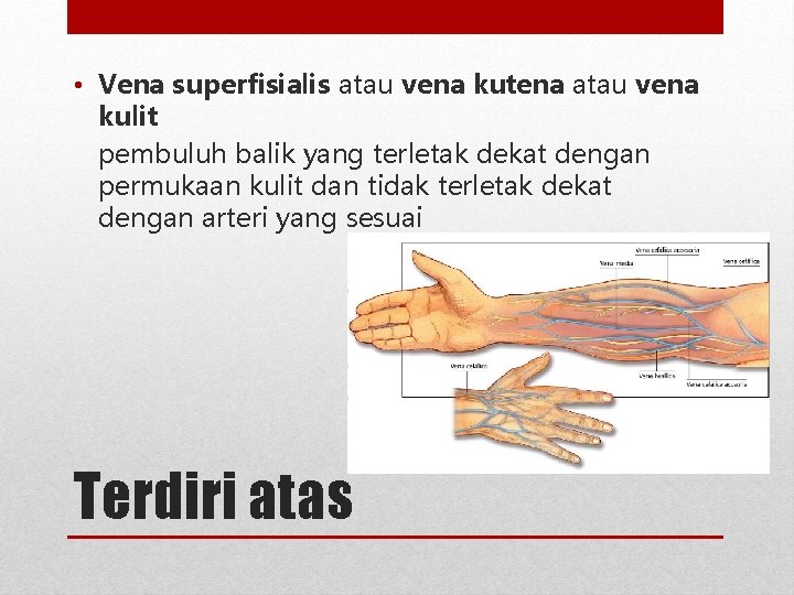  • Vena superfisialis atau vena kutena atau vena kulit pembuluh balik yang terletak