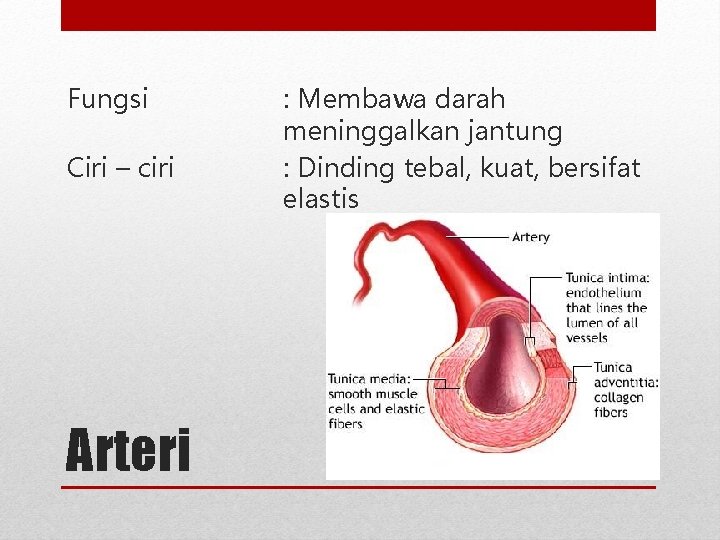 Fungsi Ciri – ciri Arteri : Membawa darah meninggalkan jantung : Dinding tebal, kuat,