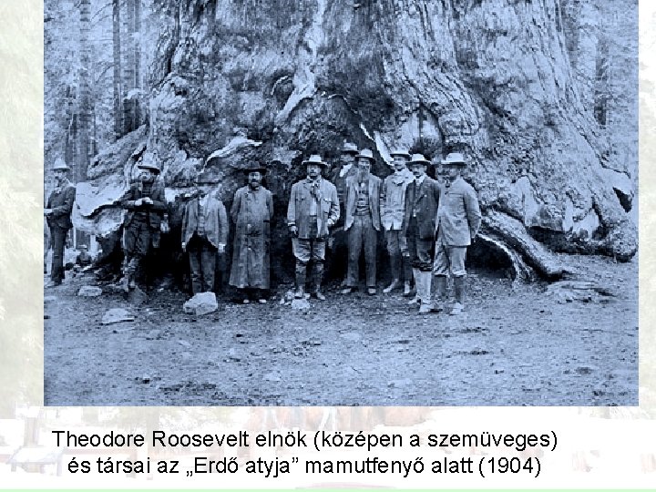 Theodore Roosevelt elnök (középen a szemüveges) és társai az „Erdő atyja” mamutfenyő alatt (1904)