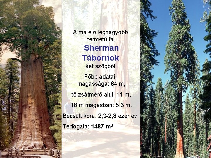 A ma élő legnagyobb termetű fa, Sherman Tábornok két szögből Főbb adatai: magassága: 84