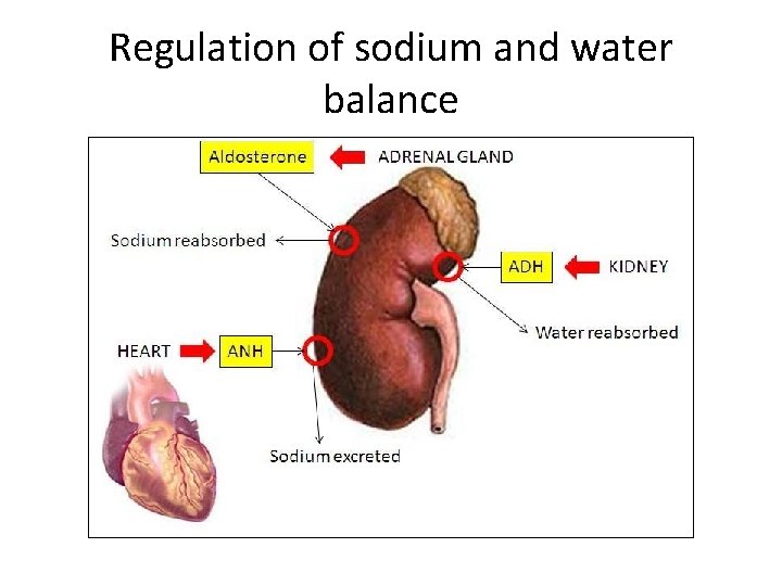 Regulation of sodium and water balance 