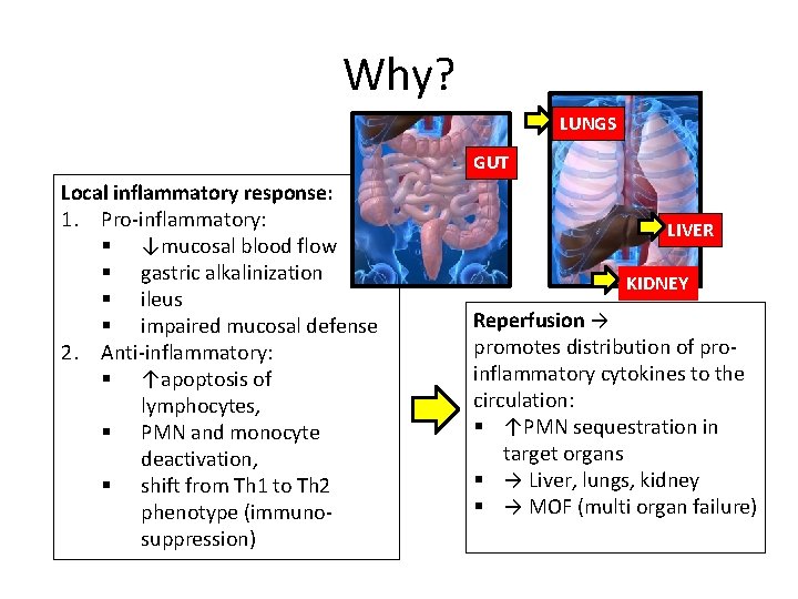 Why? LUNGS GUT Local inflammatory response: 1. Pro-inflammatory: § ↓mucosal blood flow § gastric