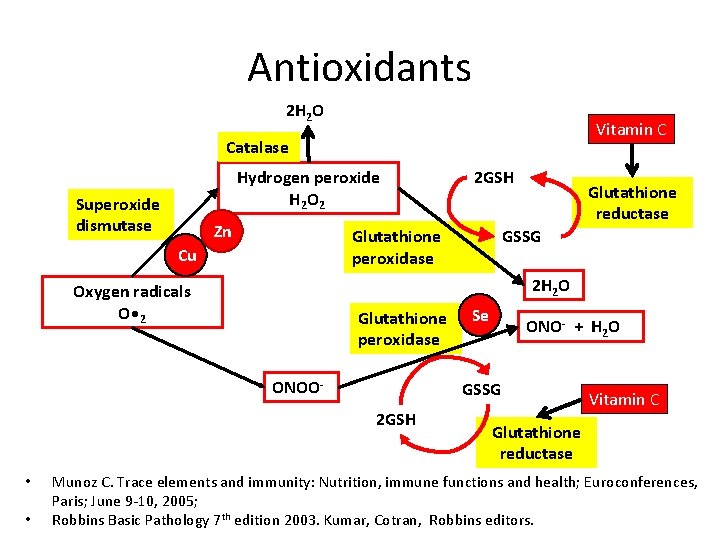 Antioxidants 2 H 2 O Vitamin C Catalase Hydrogen peroxide H 2 O 2