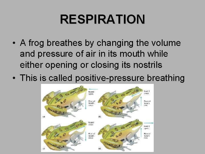 RESPIRATION • A frog breathes by changing the volume and pressure of air in