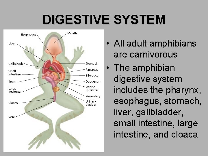 DIGESTIVE SYSTEM • All adult amphibians are carnivorous • The amphibian digestive system includes