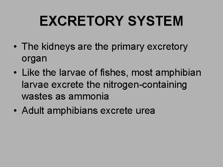 EXCRETORY SYSTEM • The kidneys are the primary excretory organ • Like the larvae