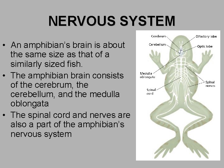 NERVOUS SYSTEM • An amphibian’s brain is about the same size as that of