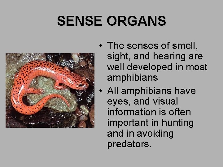 SENSE ORGANS • The senses of smell, sight, and hearing are well developed in