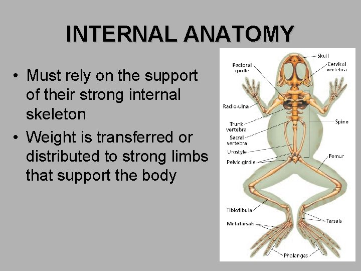 INTERNAL ANATOMY • Must rely on the support of their strong internal skeleton •