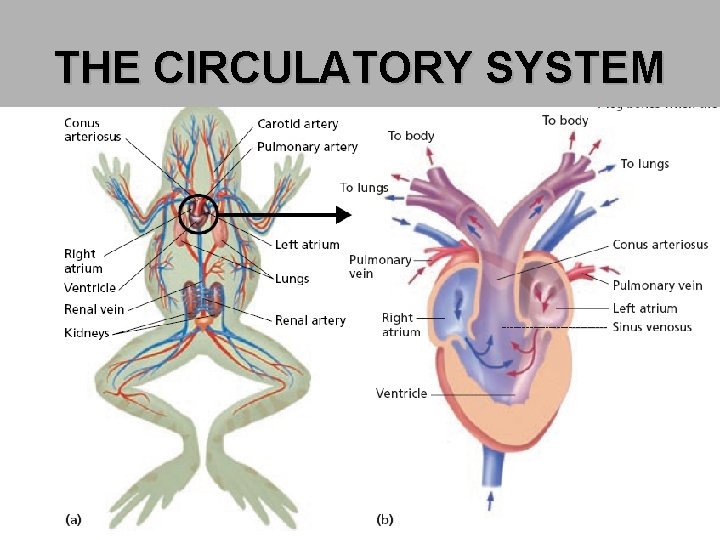 THE CIRCULATORY SYSTEM 