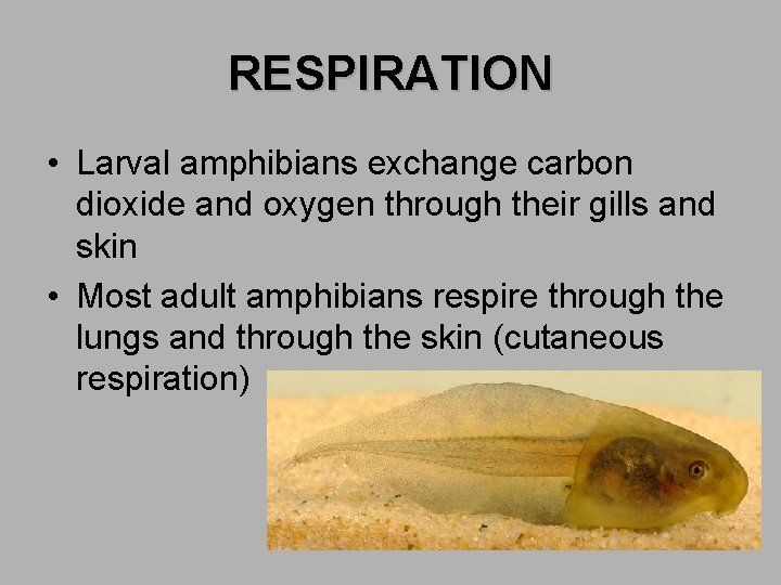 RESPIRATION • Larval amphibians exchange carbon dioxide and oxygen through their gills and skin