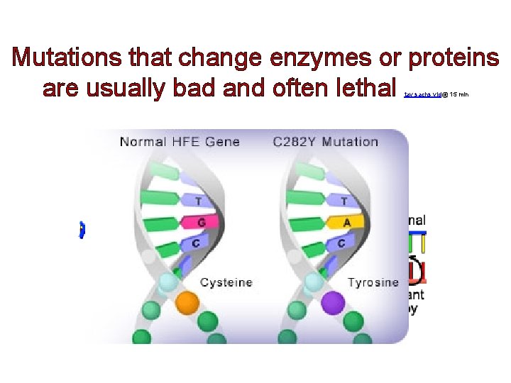 Mutations that change enzymes or proteins are usually bad and often lethal tay sachs