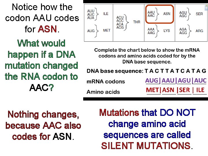 Notice how the codon AAU codes for ASN. What would happen if a DNA