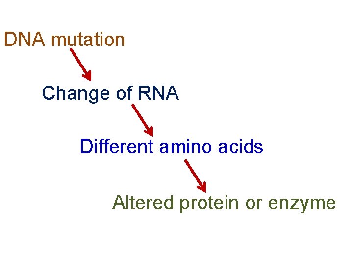 DNA mutation Change of RNA Different amino acids Altered protein or enzyme 