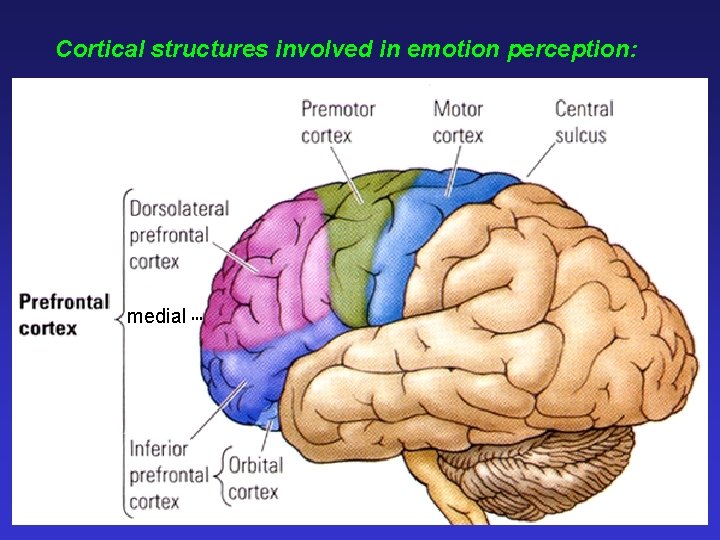 Cortical structures involved in emotion perception: medial 