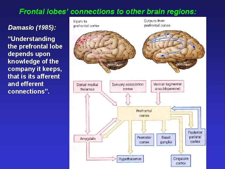 Frontal lobes’ connections to other brain regions: Damasio (1985): “Understanding the prefrontal lobe depends