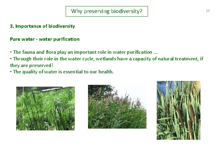 Why preserving biodiversity? 3. Importance of biodiversity Pure water - water purification • The