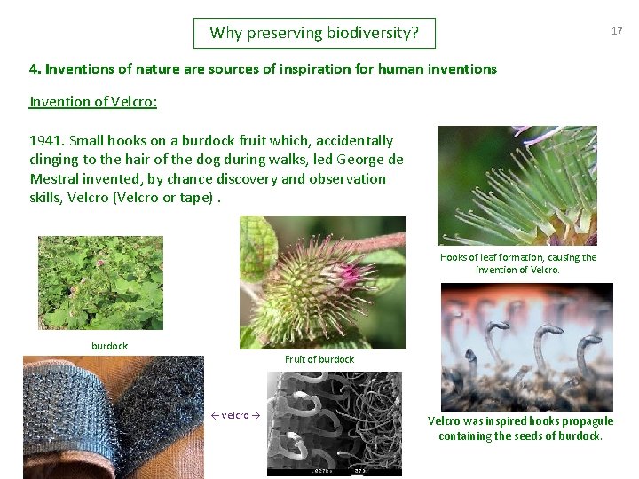 Why preserving biodiversity? 17 4. Inventions of nature are sources of inspiration for human