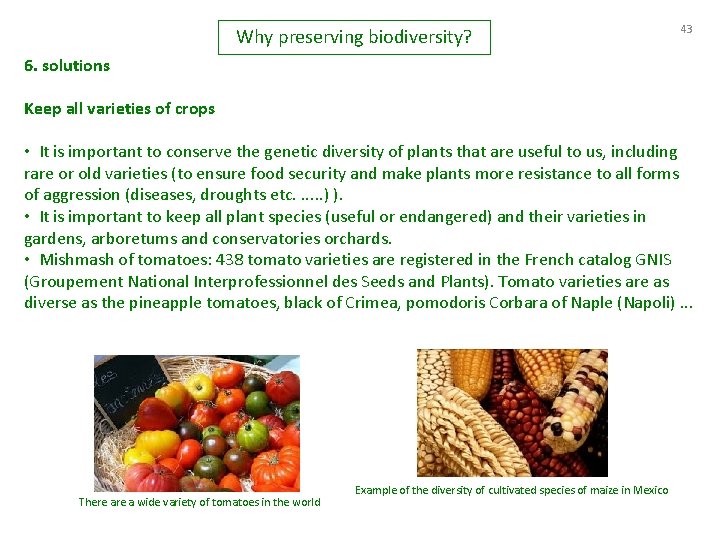 Why preserving biodiversity? 43 6. solutions Keep all varieties of crops • It is